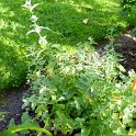 Nepeta racemosa feuille
